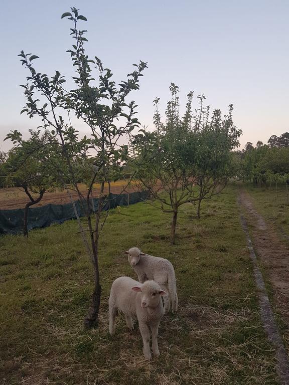 Quinta da Lage Villa Barcelos Eksteriør bilde